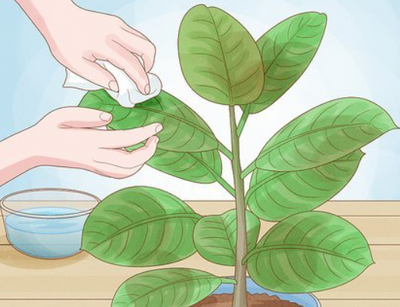 Ultimate Guide to Cleaning Plant Leaves