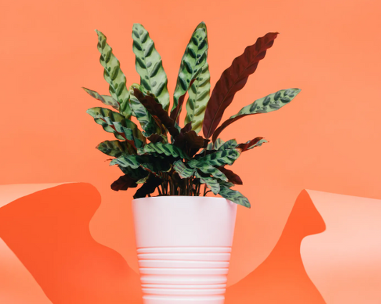 Unleashing the Green Thumb: An In-depth Look at Houseplants