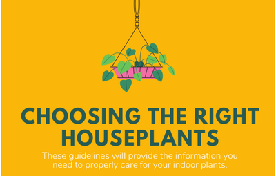 Quick Guide: Choosing The Best Houseplant