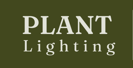 Full Guide: Lighting for Houseplants