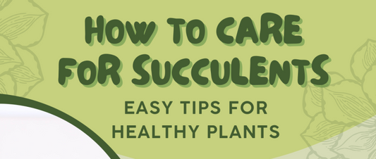 Quick Guide: How To Care For Succulents
