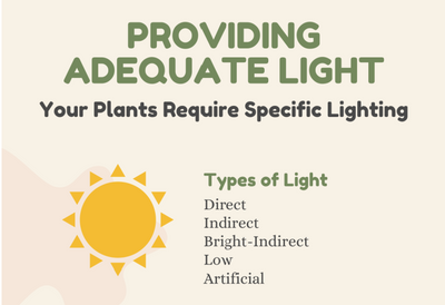 Quick Guide: Your Plants require Specific Lighting