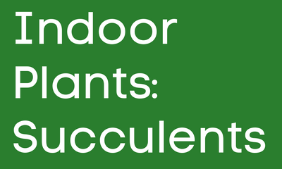 Full Guide: Indoor Plants - Succulent