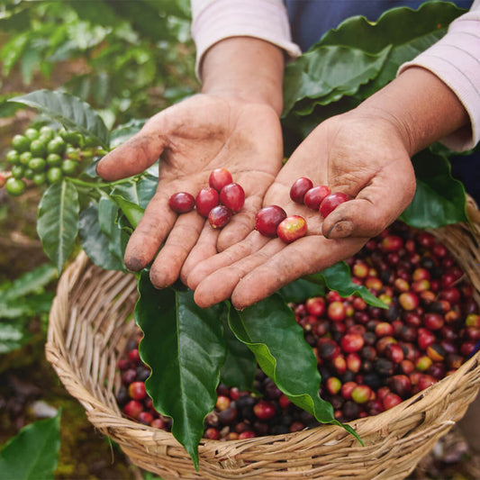 What Is A Coffee Cherry?