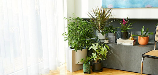 Spring Awakening: Refresh Your Home with Vibrant Houseplants