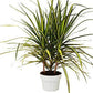 Dracaena Marginata 'Sunshine'