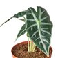 Alocasia Amazonica 'Bambino'