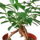 Ficus 'Ginseng'