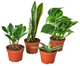 Beginner-Friendly House Plant Bundle