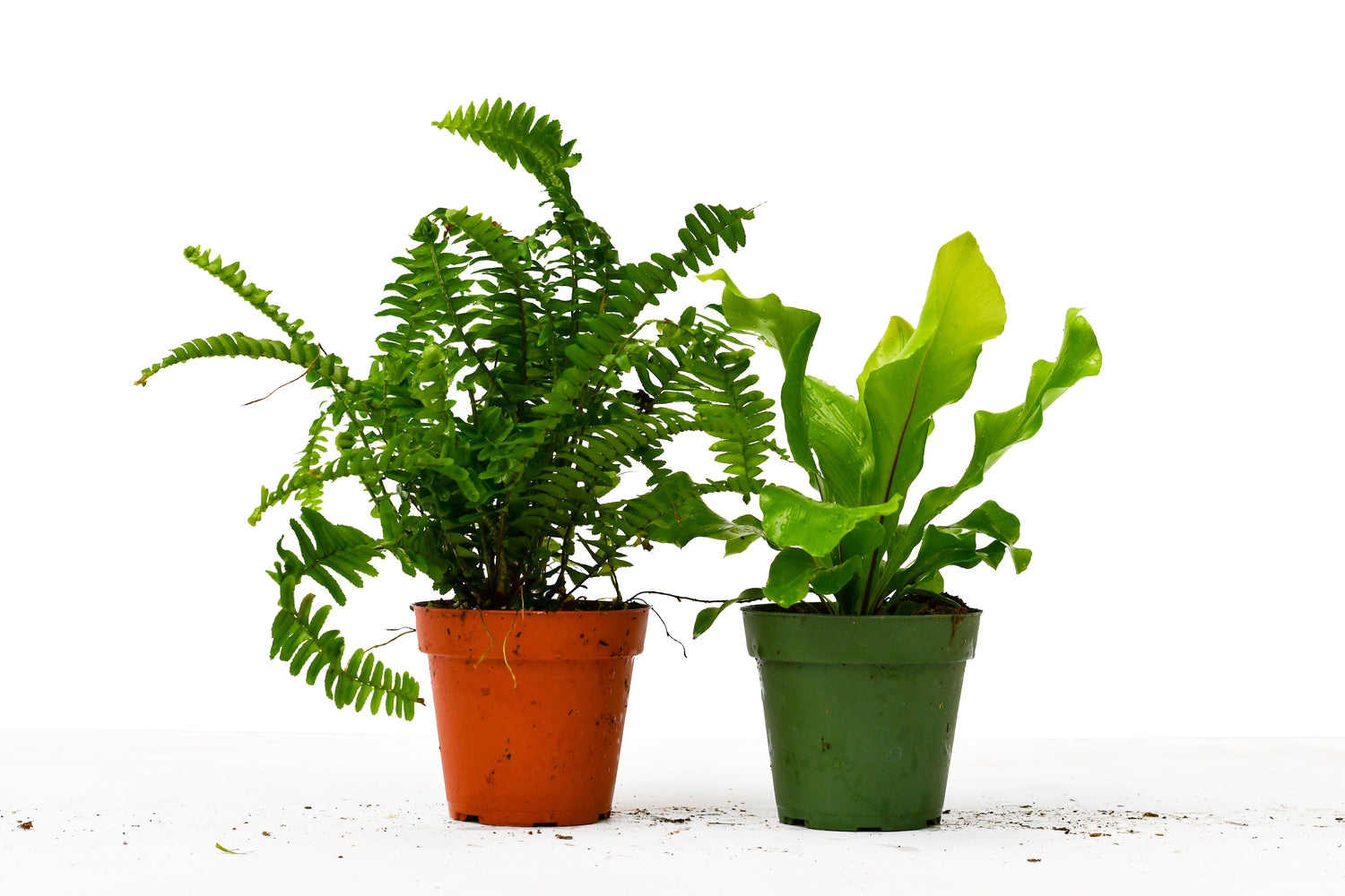 2 Fern Variety Pack