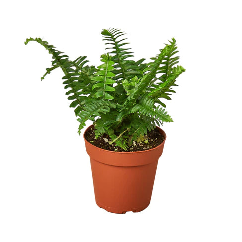 Jester's Crown Fern (Boston Fern)