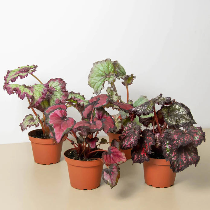 Begonia 'Rex' - 4 Pack Variety