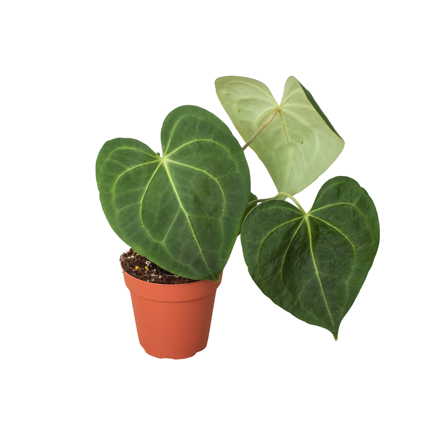 Anthurium 'Clarinervium'