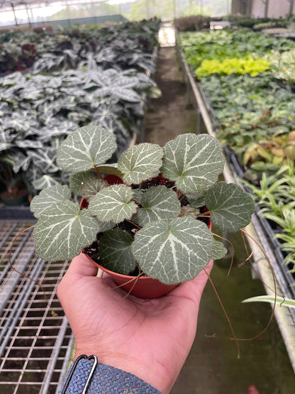 Begonia 'Strawberry'