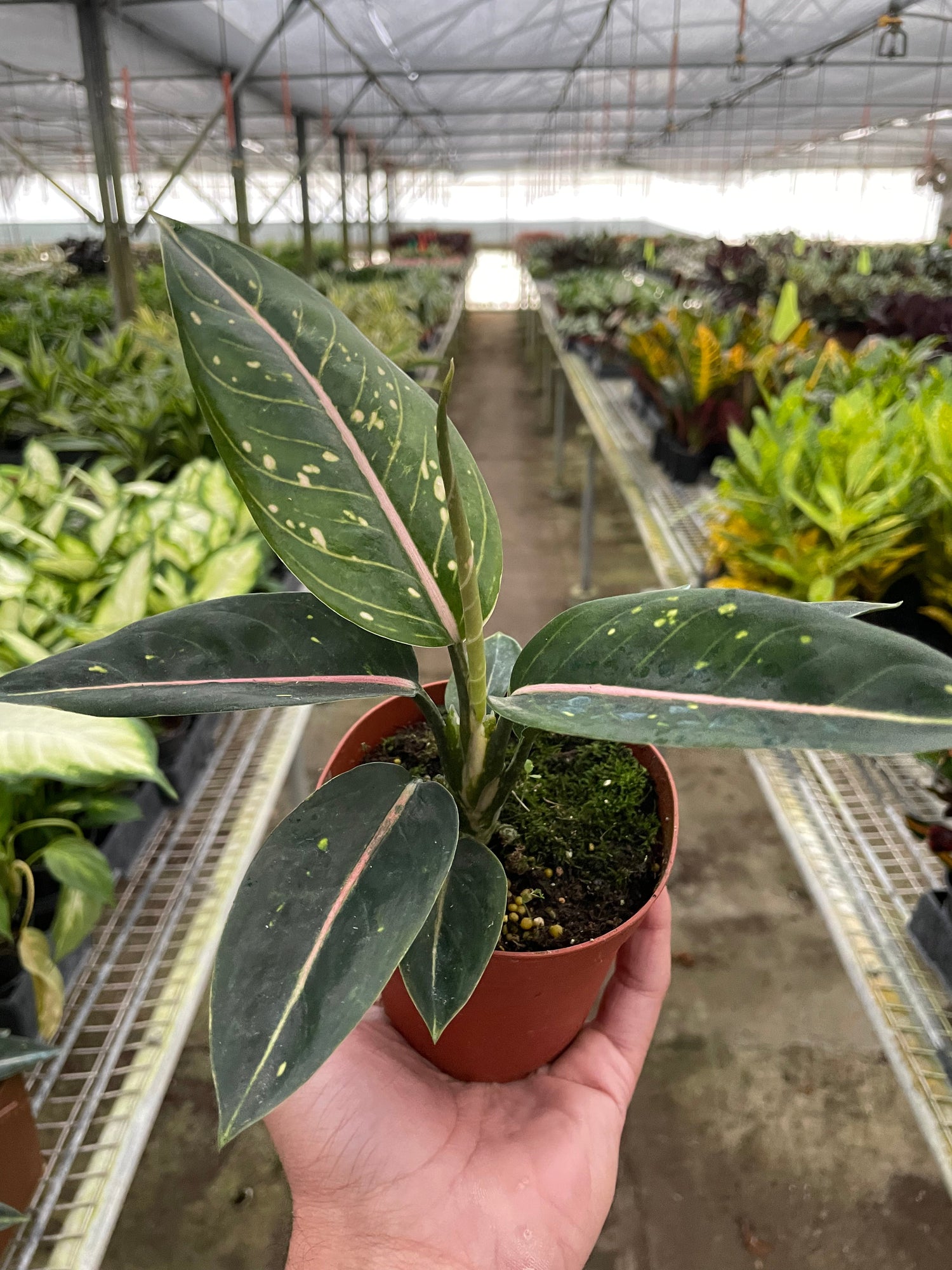 Chinese Evergreen 'Stars'