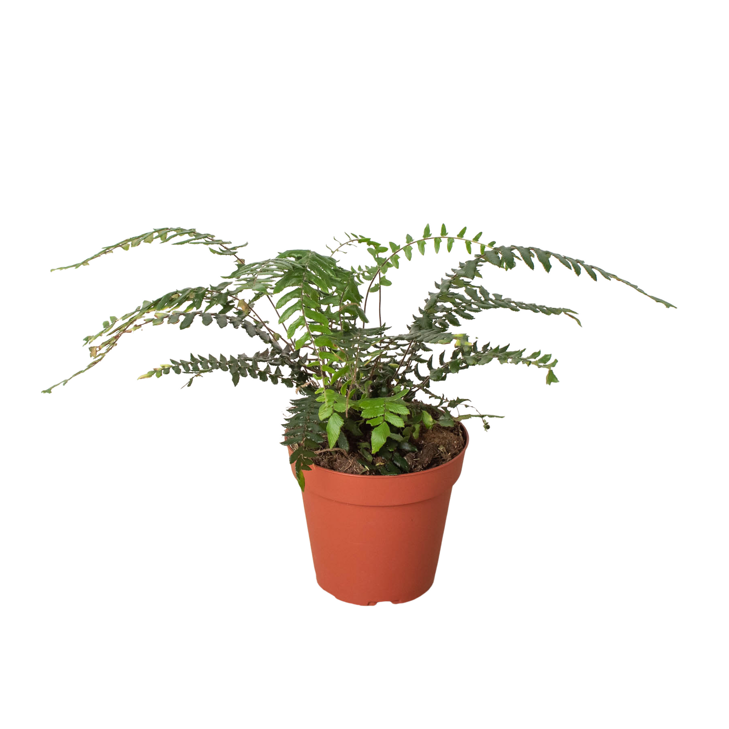 Fern Glowstar