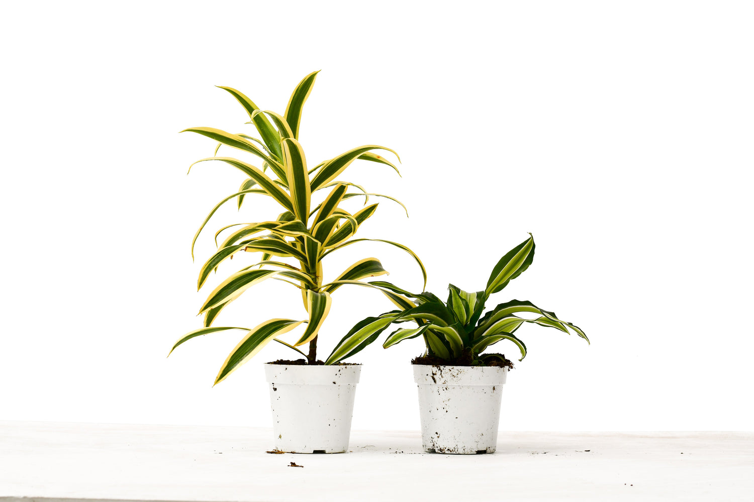 2 Dracaena Variety Pack