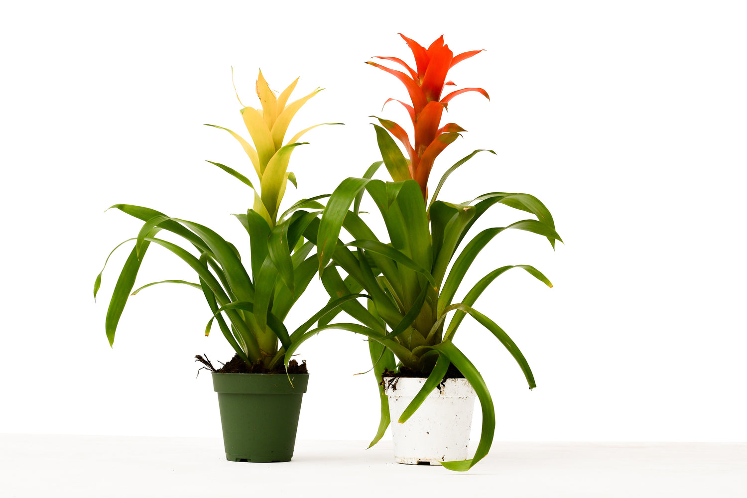 2 Guzmania Bromeliads