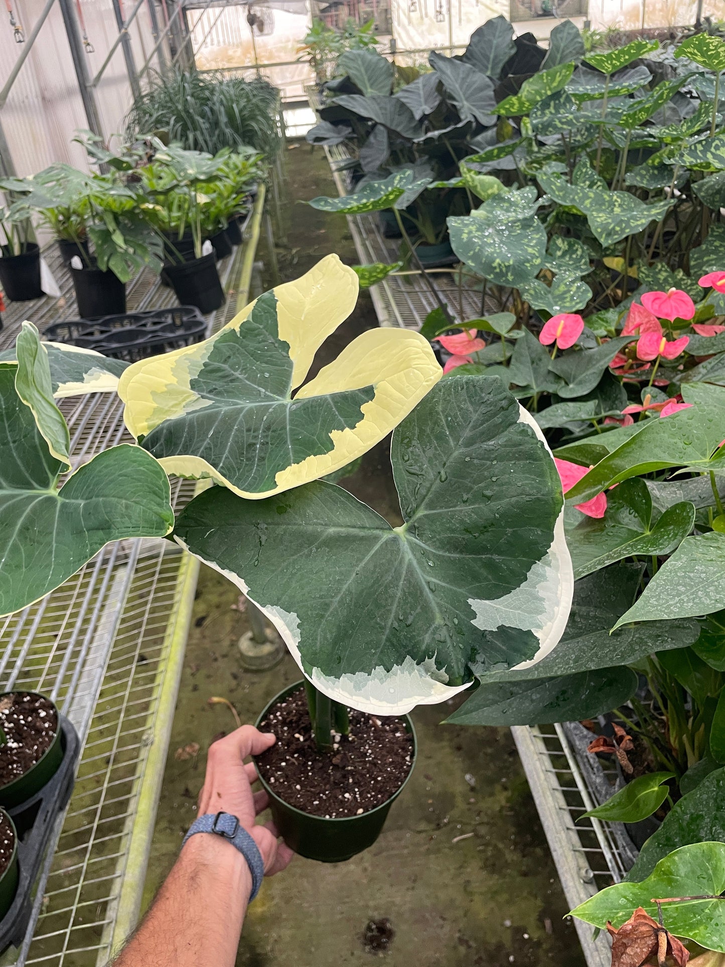 Alocasia 'Mickey Mouse'