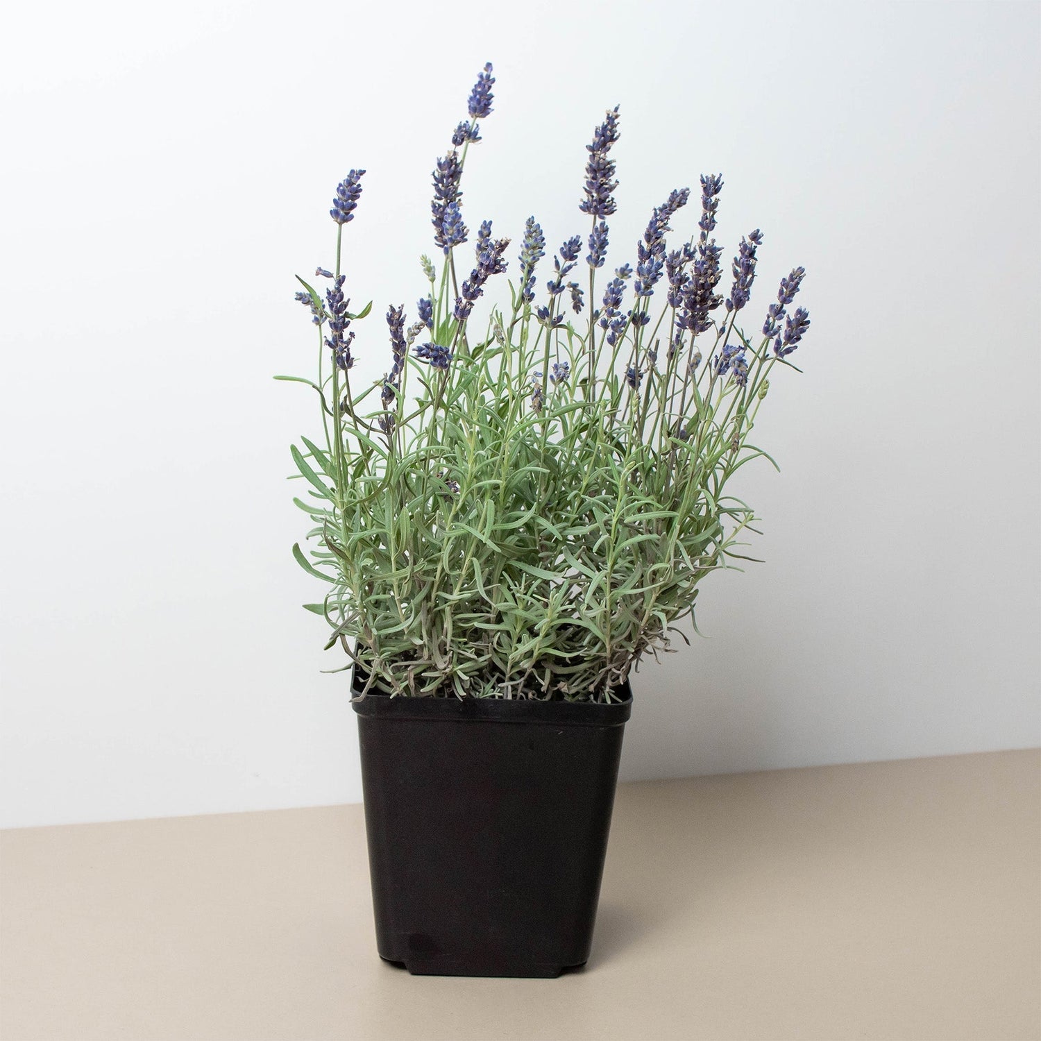 English Lavender