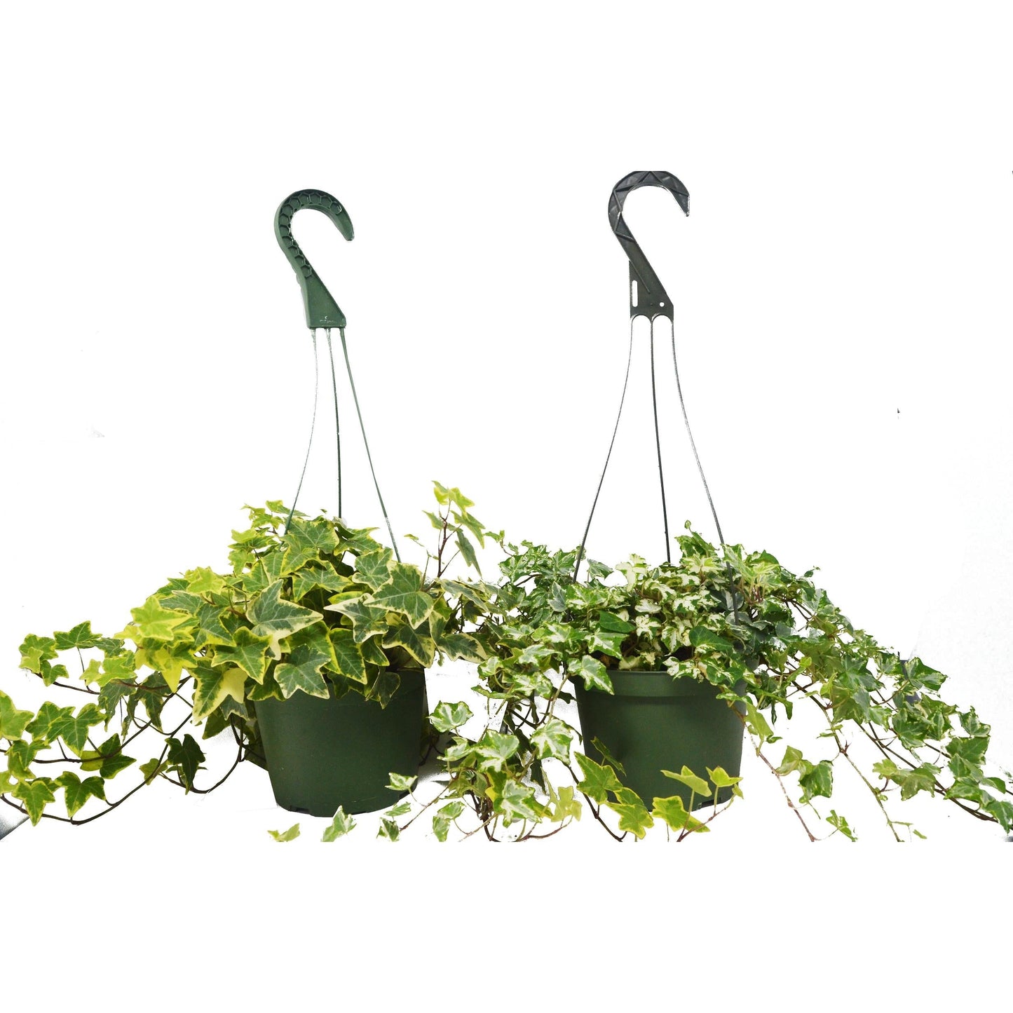 2 English Ivy Variety Pack