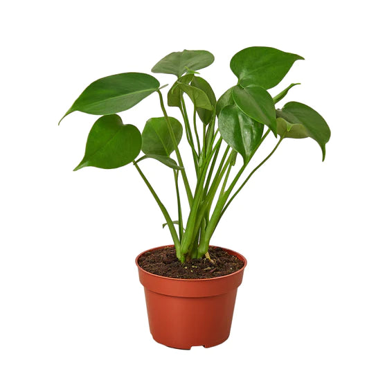 Philodendron Monstera Split-Leaf Medium