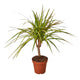 Dracaena Marginata 'Sunshine'