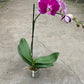 Orchid 'Purple Spotted Phalaenopsis'