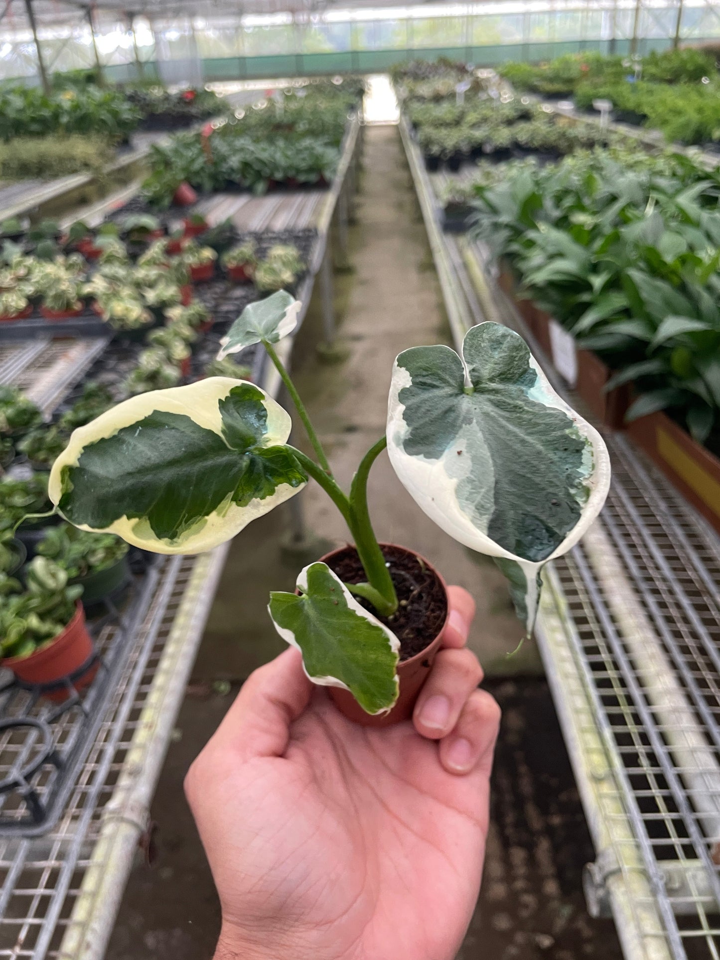 Alocasia 'Mickey Mouse'