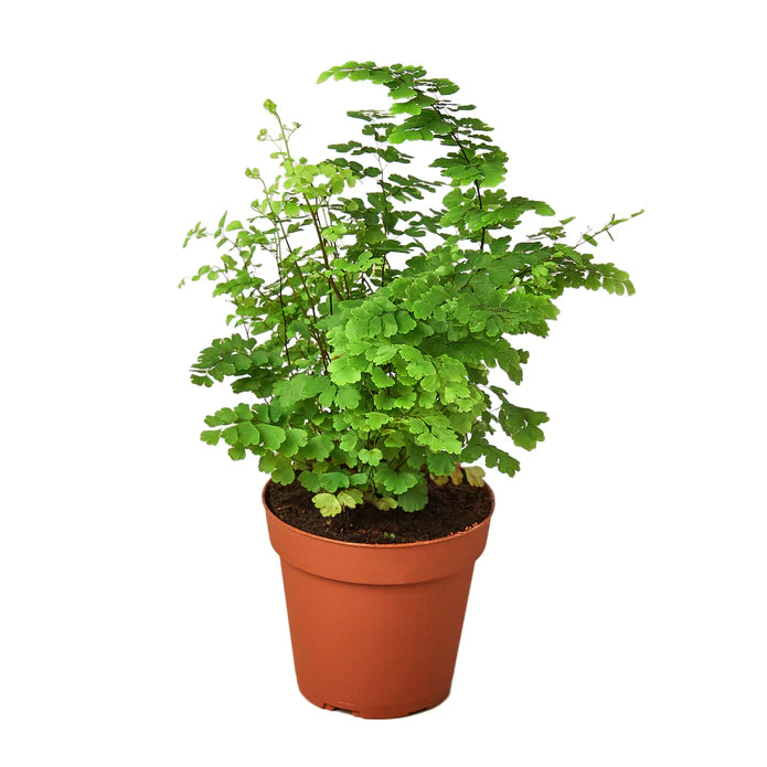 Maidenhair Fern 4 inch