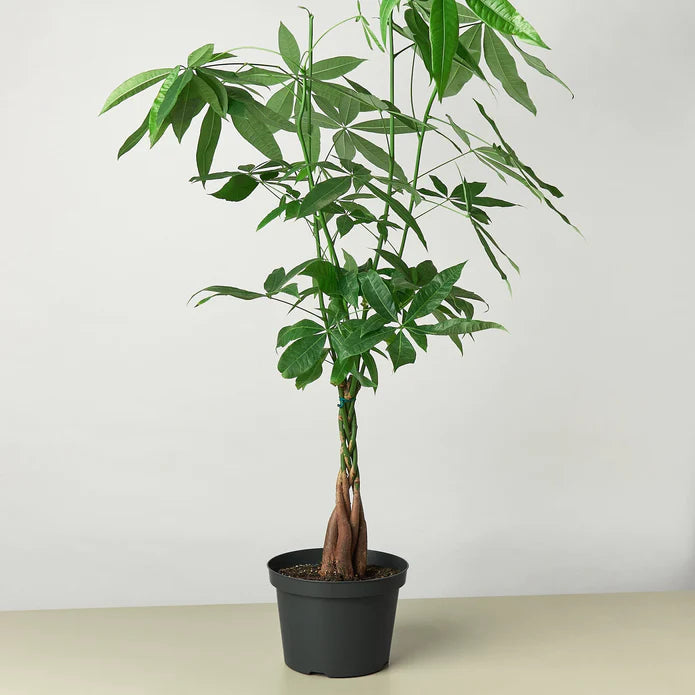 Money Tree Guiana Chestnut Pachira Braid