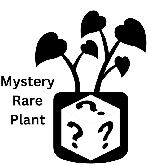 Mystery Rare Plant