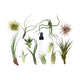 2 Pack Variety Air Plant