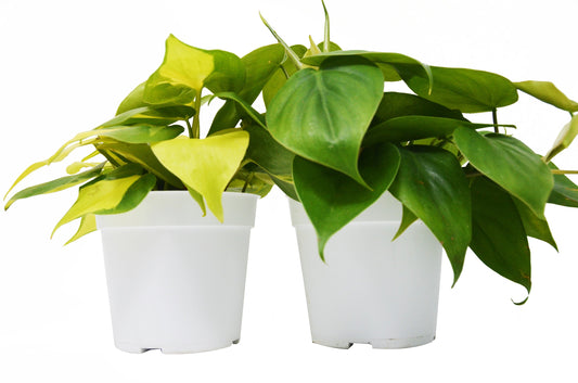2 Philodendron Variety Pack