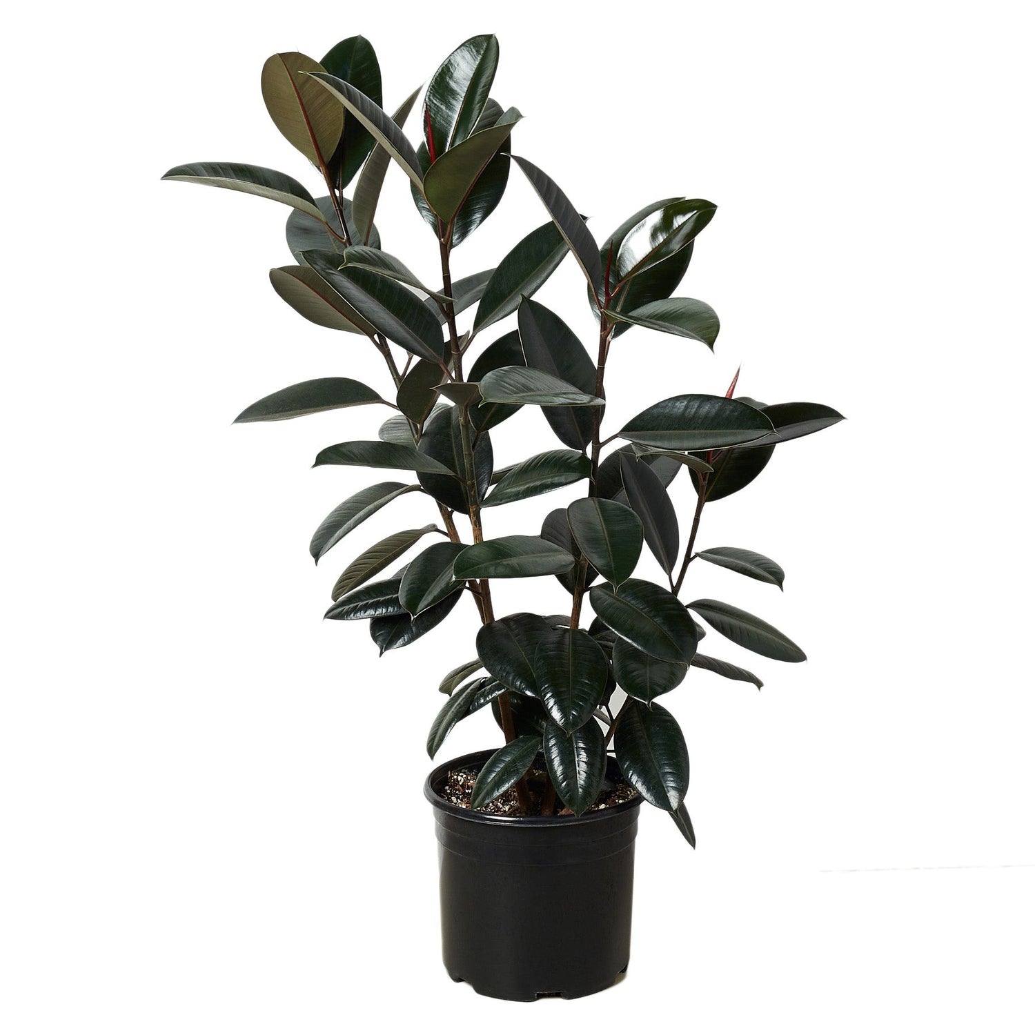 Ficus 'Burgundy' - 10" Pot