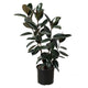 Ficus 'Burgundy' - 10" Pot