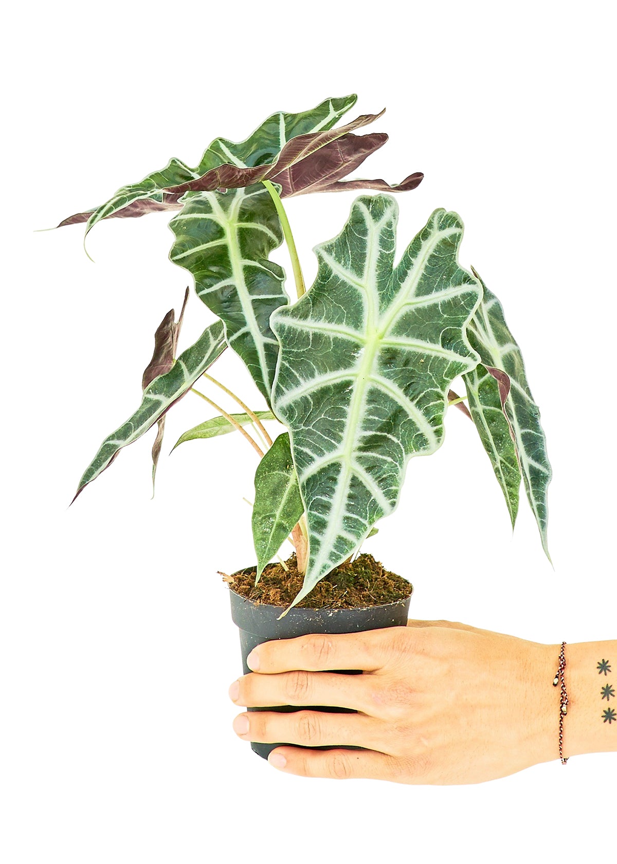 Alocasia 'Polly', Small