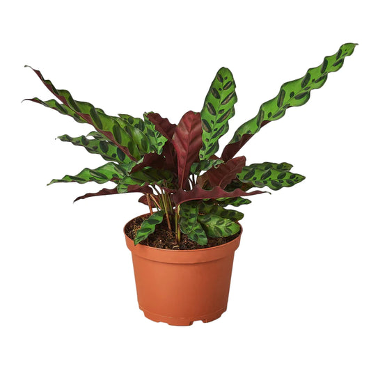 Calathea Lancifolia Rattlesnake