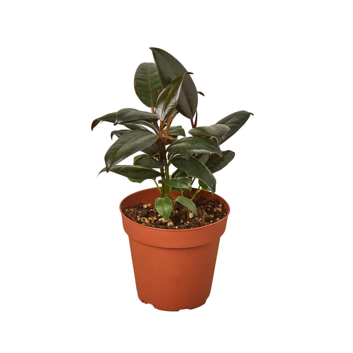 Ficus Elastica Burgundy