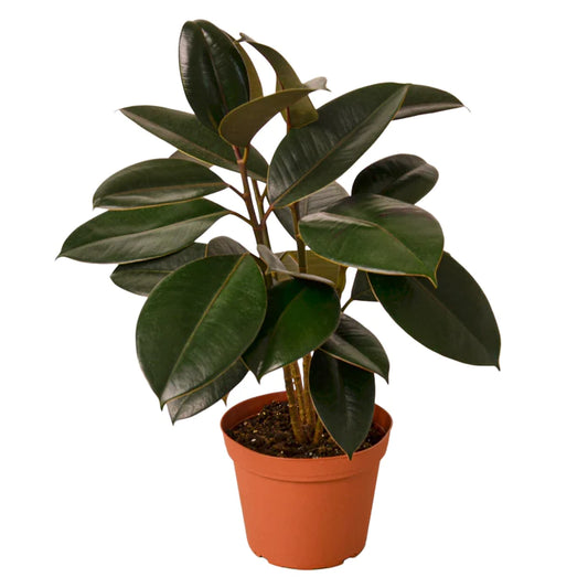 Ficus Elastica Burgundy